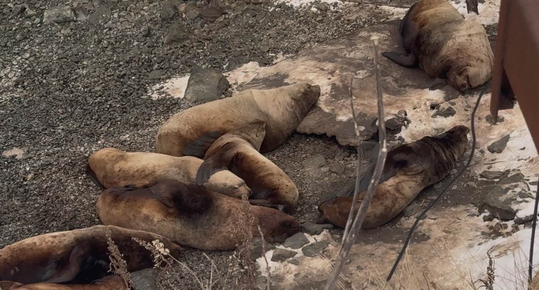 Прекрасная прогулка на сапах! Я вставала на доску сегодня первый раз и осталась в восторге. Гид