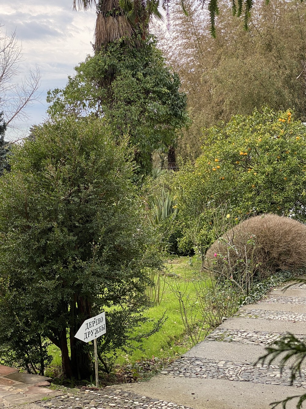 Удивительный Сочи: знакомство с городом (7/17)