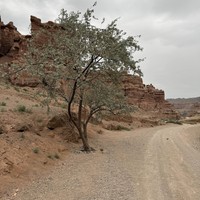 Отзыв о экскурсии "Сказочные озёра Каинды и Кольсай + Долина Замков Чарынского каньона и Чёрный каньон в группе" — фото 5