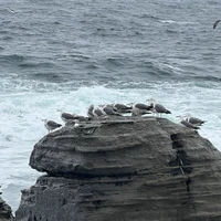 Фото отзыва 2: экскурсия "Остров Русский. Главное"