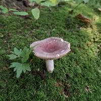 Фото отзыва 2: экскурсия "Природа Хабаровского края + Заимка Плюснина"