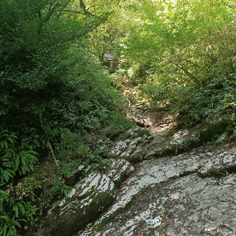 Очень понравилась прогулка с Анной по тисо-самшитовой роще. Узнали много интересного о заповеднике, его флоре и