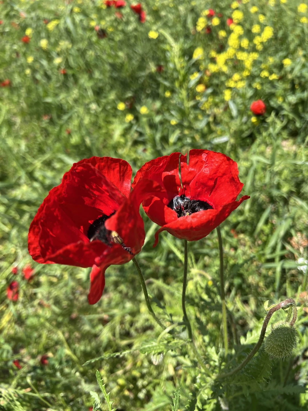 Спасибо Фуркату от всей нашей компании за прекрасное путешествие в Шахрисабз!