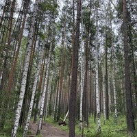 Фото отзыва 3: экскурсия " Чёртово городище: прогулка к чуду Зауралья"