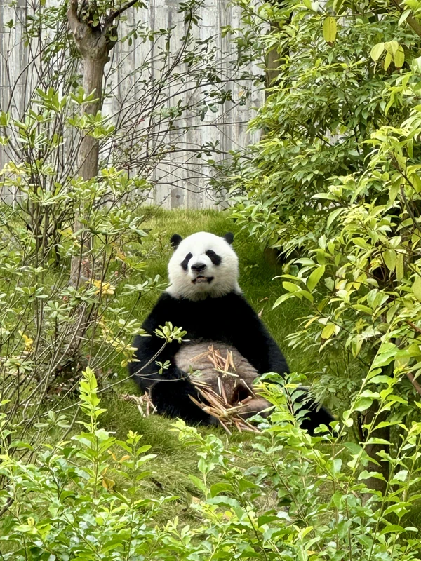 Из аэропорта или вокзала Чэнду в питомник больших панд (билеты включены)