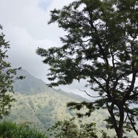 Фото отзыва 3: экскурсия "Дамбулла, Сигирия и Полоннарува: трансфер-экскурсия"