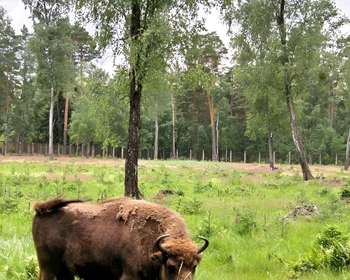 Брестская крепость, Каменецкая башня и Беловежская пуща. Переезд в Гродно