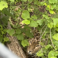 Фото отзыва 3: экскурсия "Три бухты Уссурийского залива, игорный комплекс и Сафари-парк"