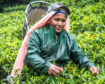 Поездка на поезде, визит на чайную фабрику