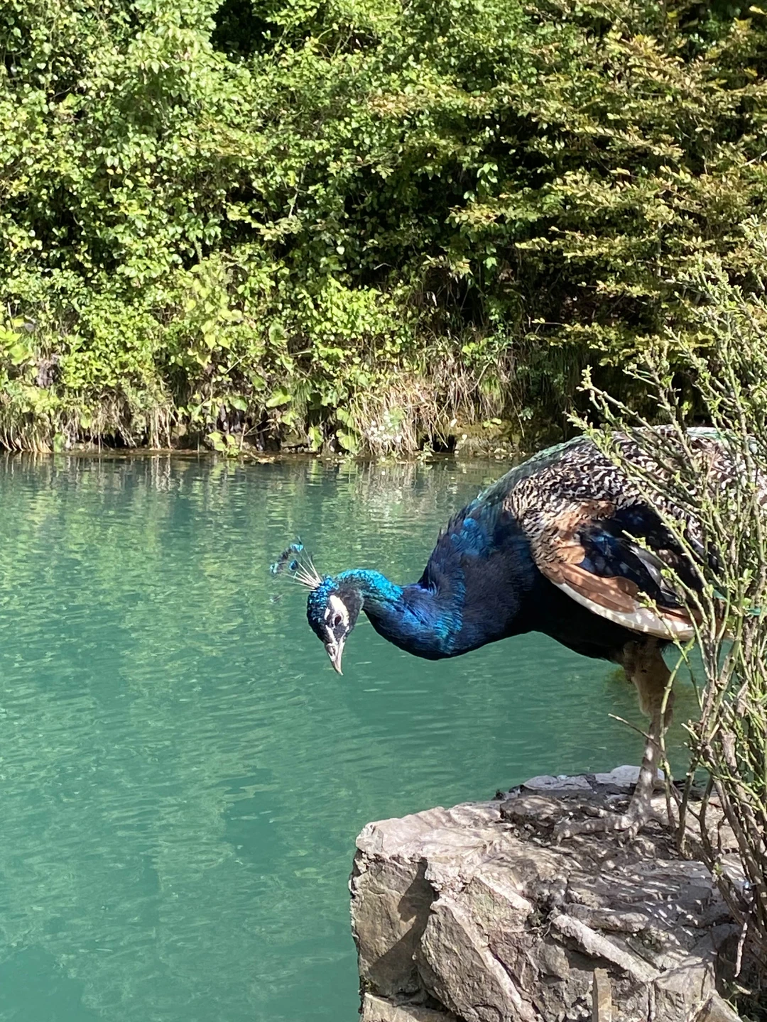 Гегский водопад и озеро Рица. Поездка из Адлера в мини-группе (Марагрита)