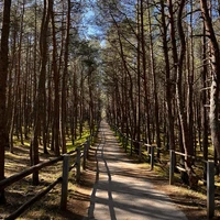 Фото отзыва 5: экскурсия "Утренняя Куршская коса из Зеленоградска на автобусе"