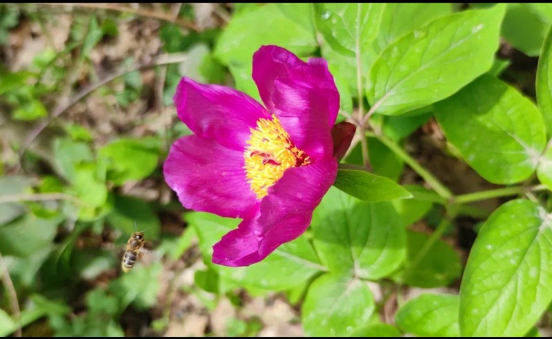 Фантастические растения Абхазии и где они обитают