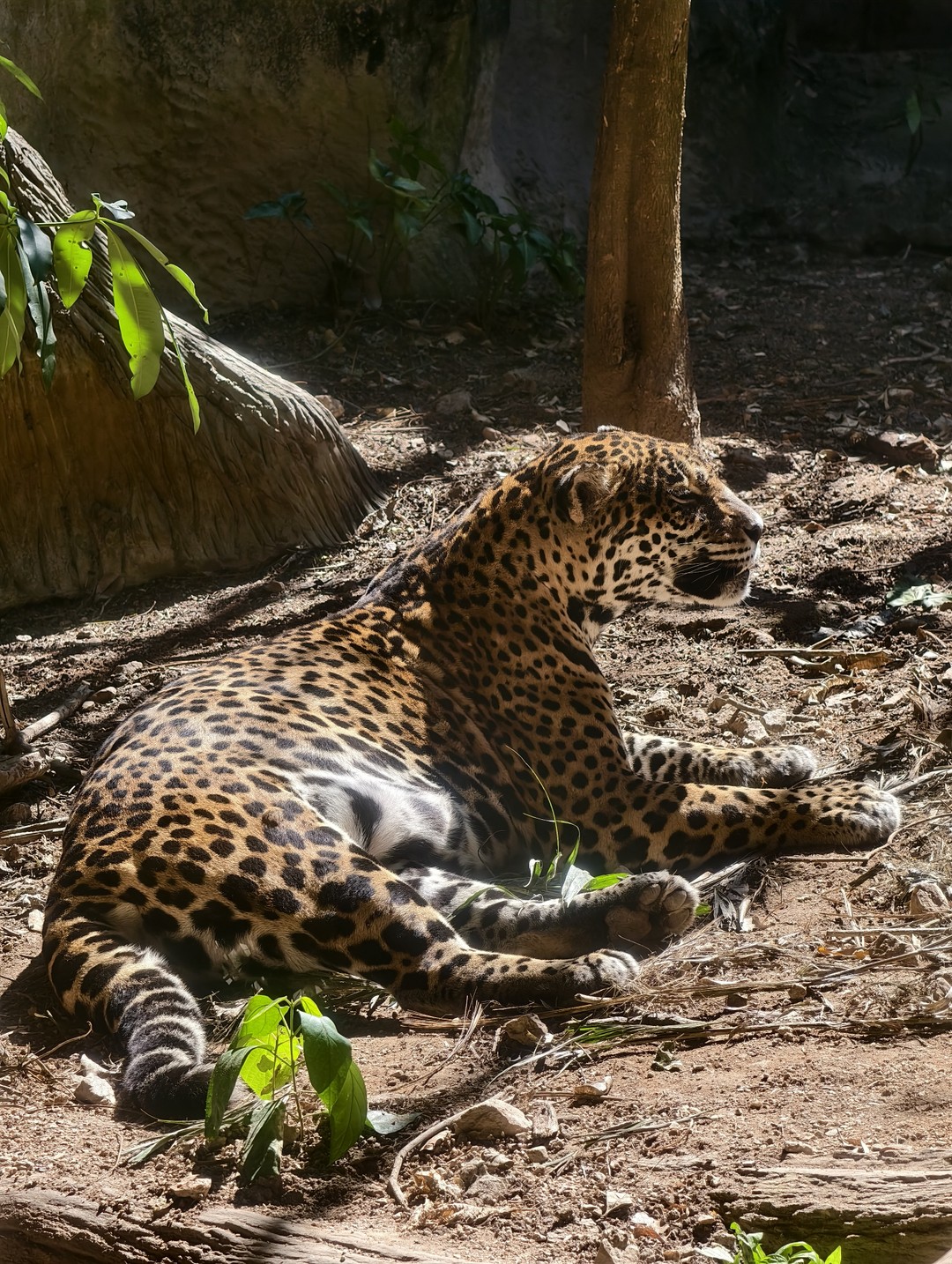 Экскурсия интересная, парк огромный, обойти самостоятельно очень сложно, т к. некоторые зоны находятся на большом расстоянии