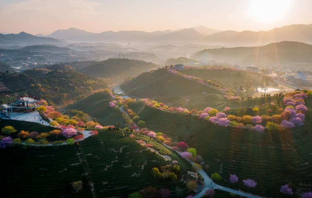 цветение сакуры в&nbsp;китае