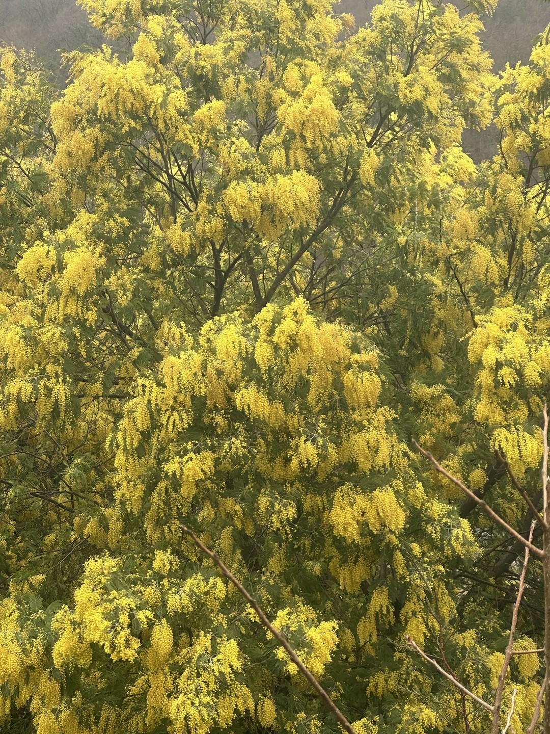 Душевная экскурсия в сердце Абхазии (из Гагры) (Виктория)