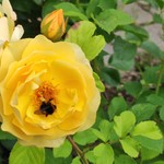Лина