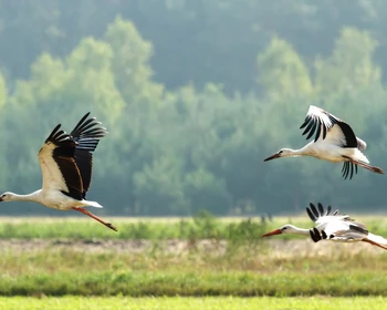 Природа и животные Беловежской пущи