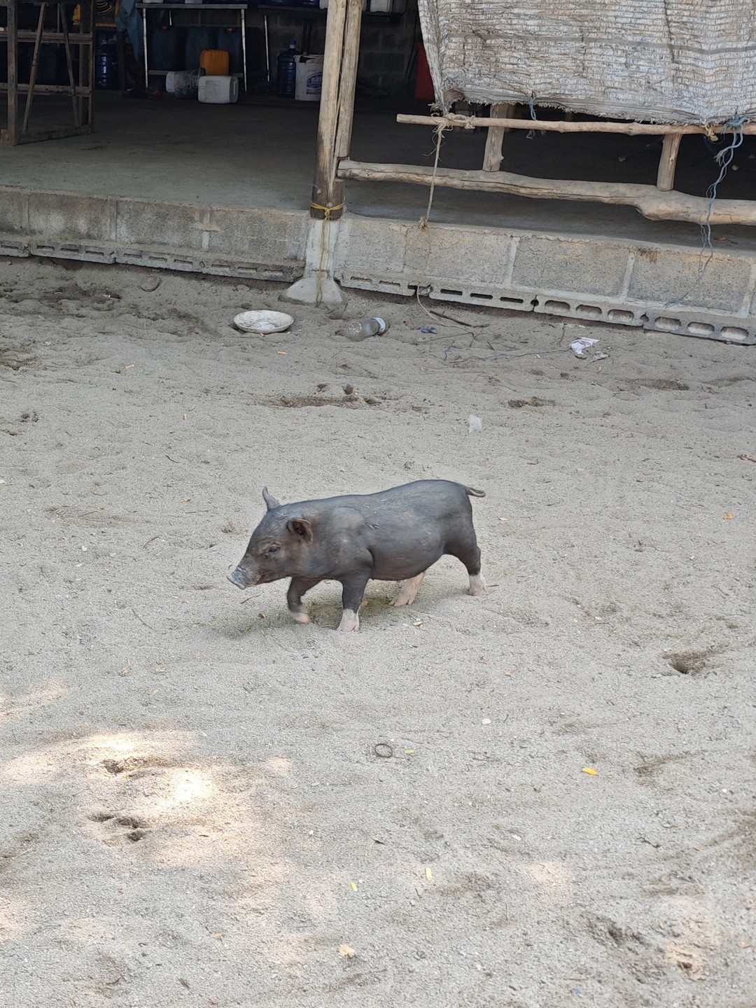 Индивидуальная морская прогулка со снорклингом и остановкой на Pig Island (Анна)