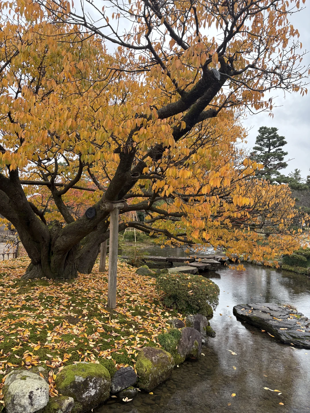 Евгений влюбил нас в этот город. Необыкновенной красоты парки и сады, интересная история, очень легкая, спокойная