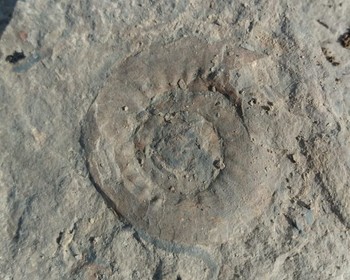 Кунгурская пещера и поиск окаменелостей в Межевом логе