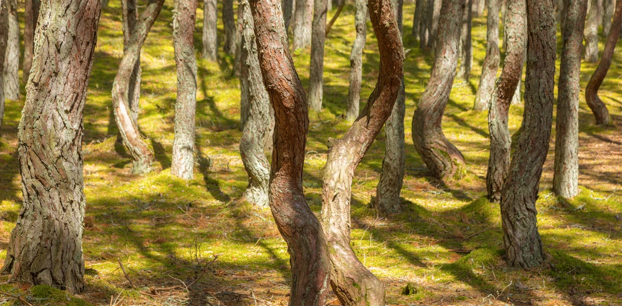Таинственный Танцующий лес на Куршской косе