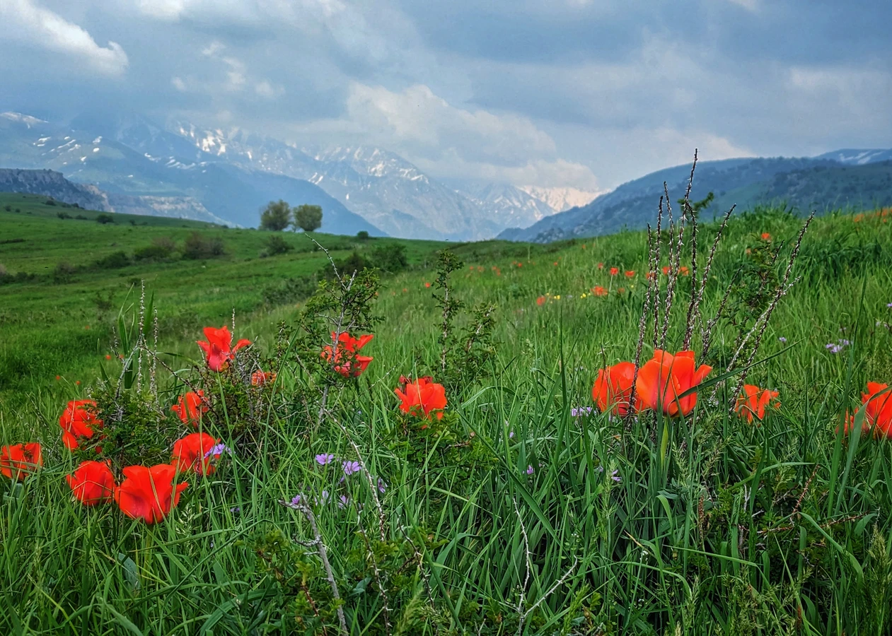 Тюльпаны в степях, а не в букетах. «Всё включено» из Шымкента