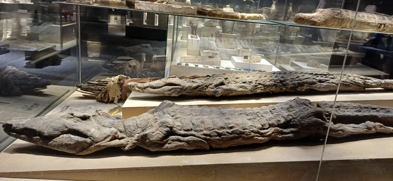 Магия Древнего Египта: экскурсия в археологический музей Шарм-эль-Шейха (Татьяна)