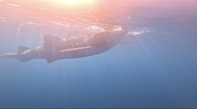 Фото отзыва 2: экскурсия "Активный день в Себу: снорклинг, каньонинг и водопады Кавасан"