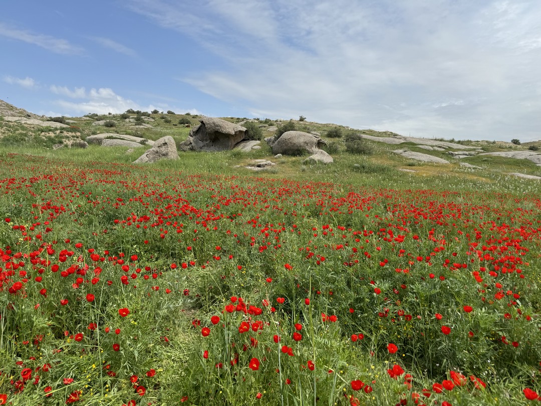Мы брали 3 дневных тура в Узбекистане, данная экскурсия была самая интересная и информативная. Маковые поля