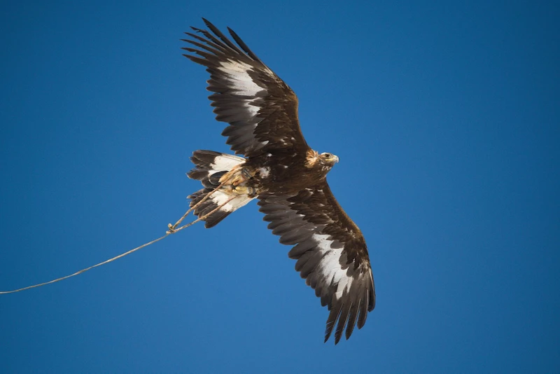 Из Алтая, по Чуйскому тракту - в Монголию на фестиваль беркутчи с проживанием в юрте