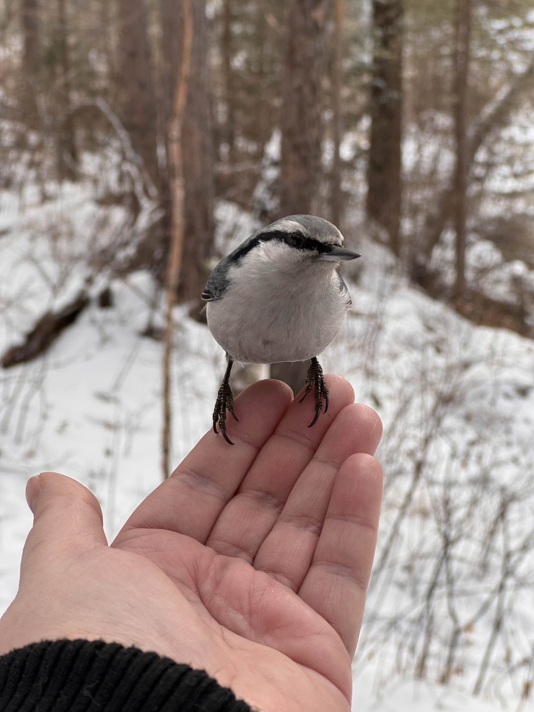 Были в Иркутске всего четыре дня, и один из них целиком решили посвятить поездке на Аршан с Александром — остались очень довольны!