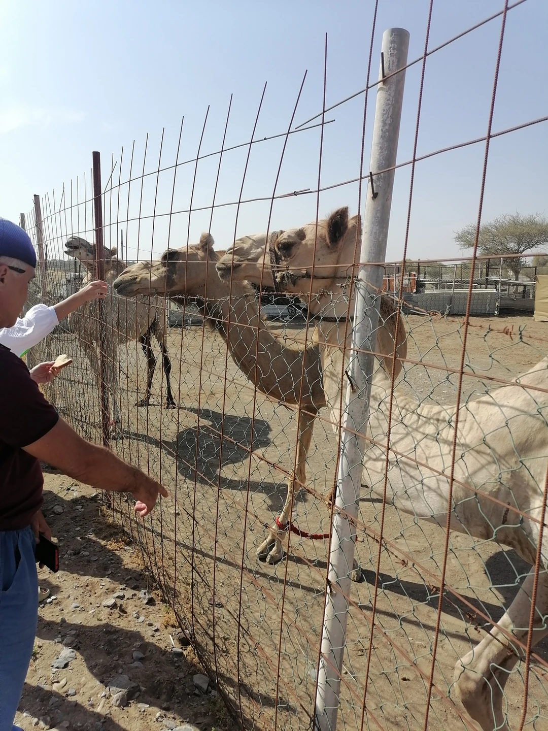 По эмиратам: Шарджа, Аджман, Умм-аль-Кувейн, Рас-эль-Хайма и Фуджейра (Елена)