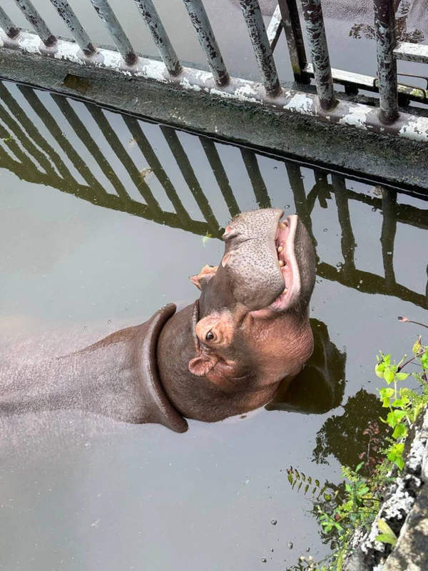 В сафари-парк «Дуншань» из Саньи (всё включено)