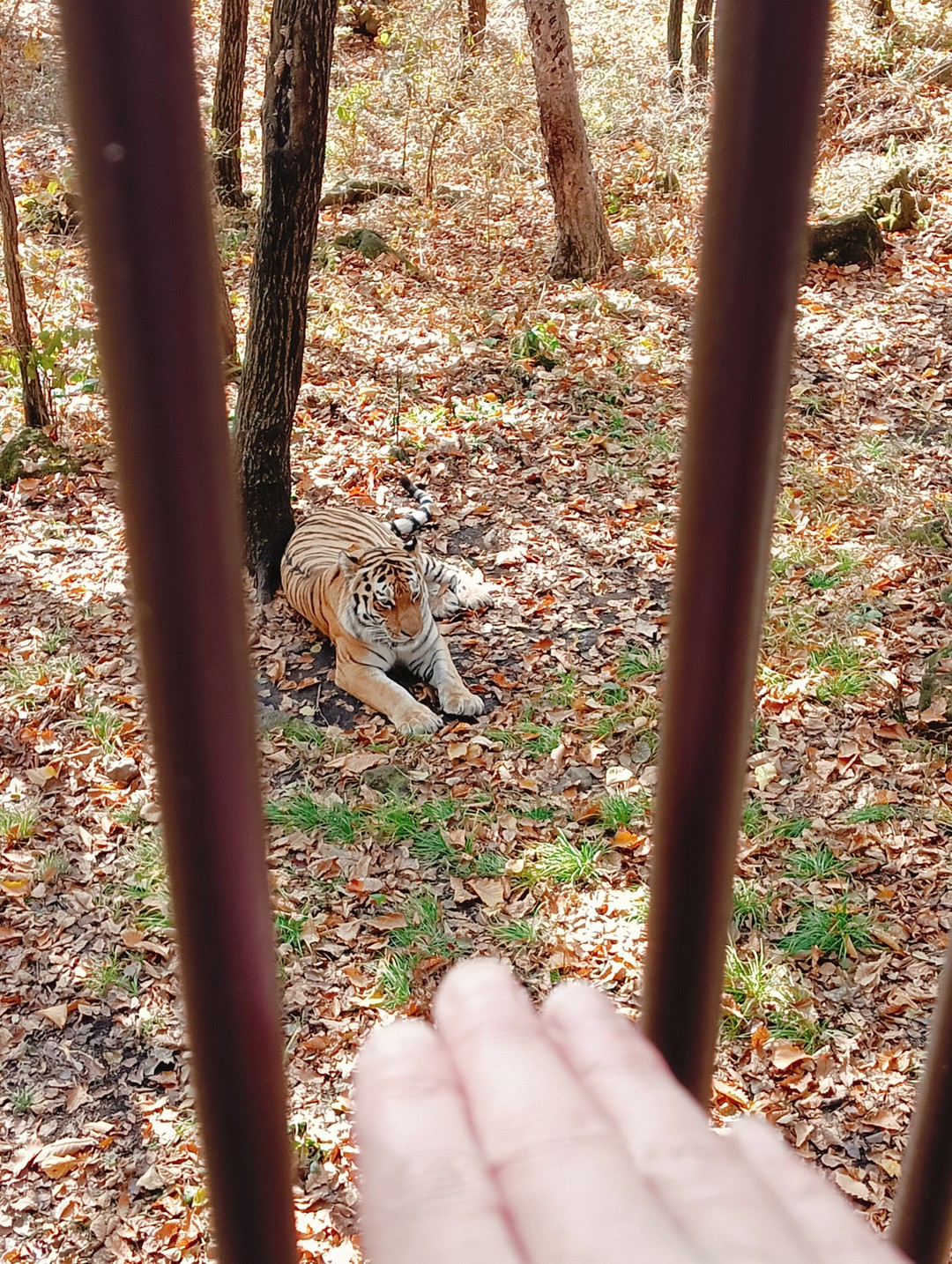 Сафари-парк и три бухты: Муравьиная, Шамора и Стеклянная (в мини-группе) (Ольга)