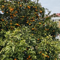 Фото отзыва 2: экскурсия "Абхазский колорит: Кындыгские источники, ущелья, Гагра и Сухум из Адлера"
