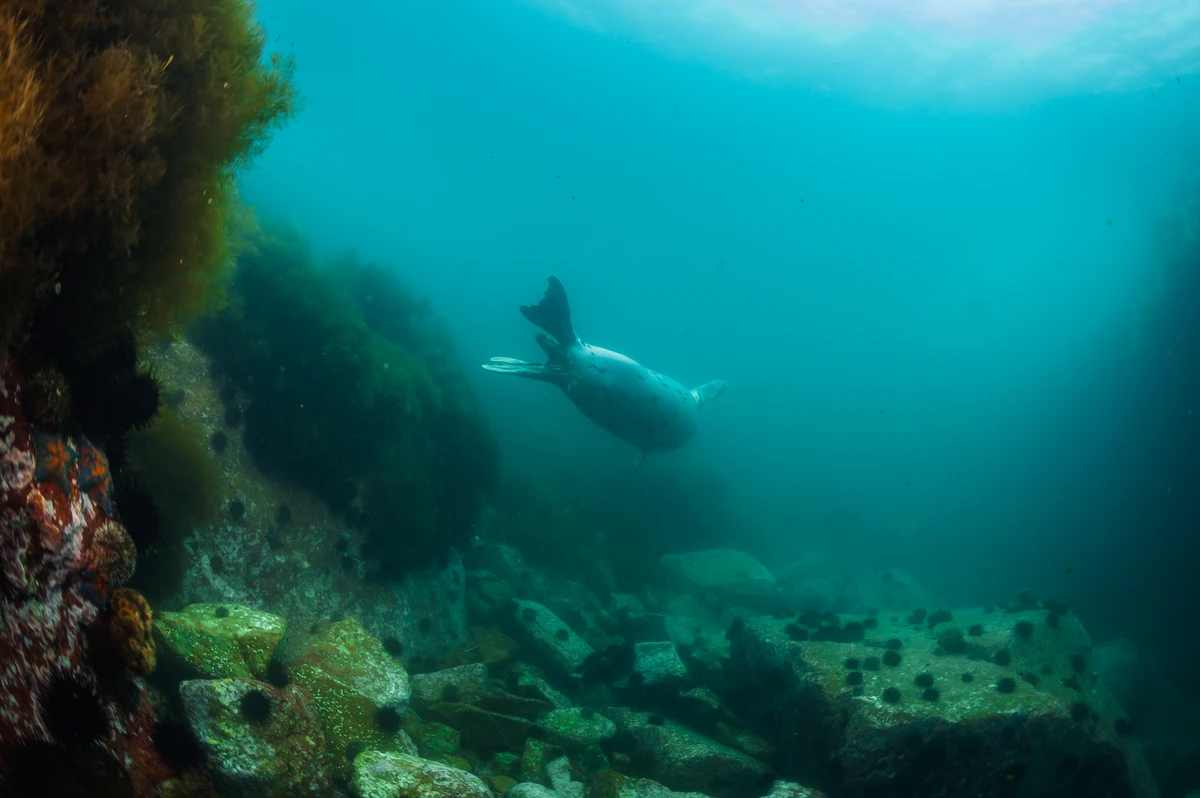 Дайвинг у островов Приморья (8/13)