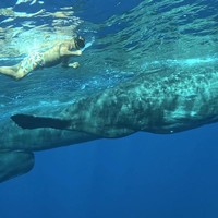 Фото отзыва 1: экскурсия "Приключение на Маврикии: киты и релакс"