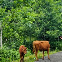 Фото отзыва 1: экскурсия "Кухня деревни Чаисубани (из Батуми)"