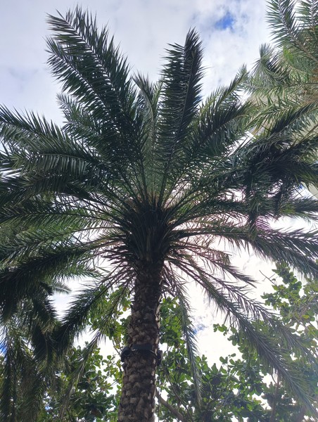 Были на озорной экскурсии по г. Санья. Всё прошло отлично, гид Ваня прислушиваться к нашим пожеланиям