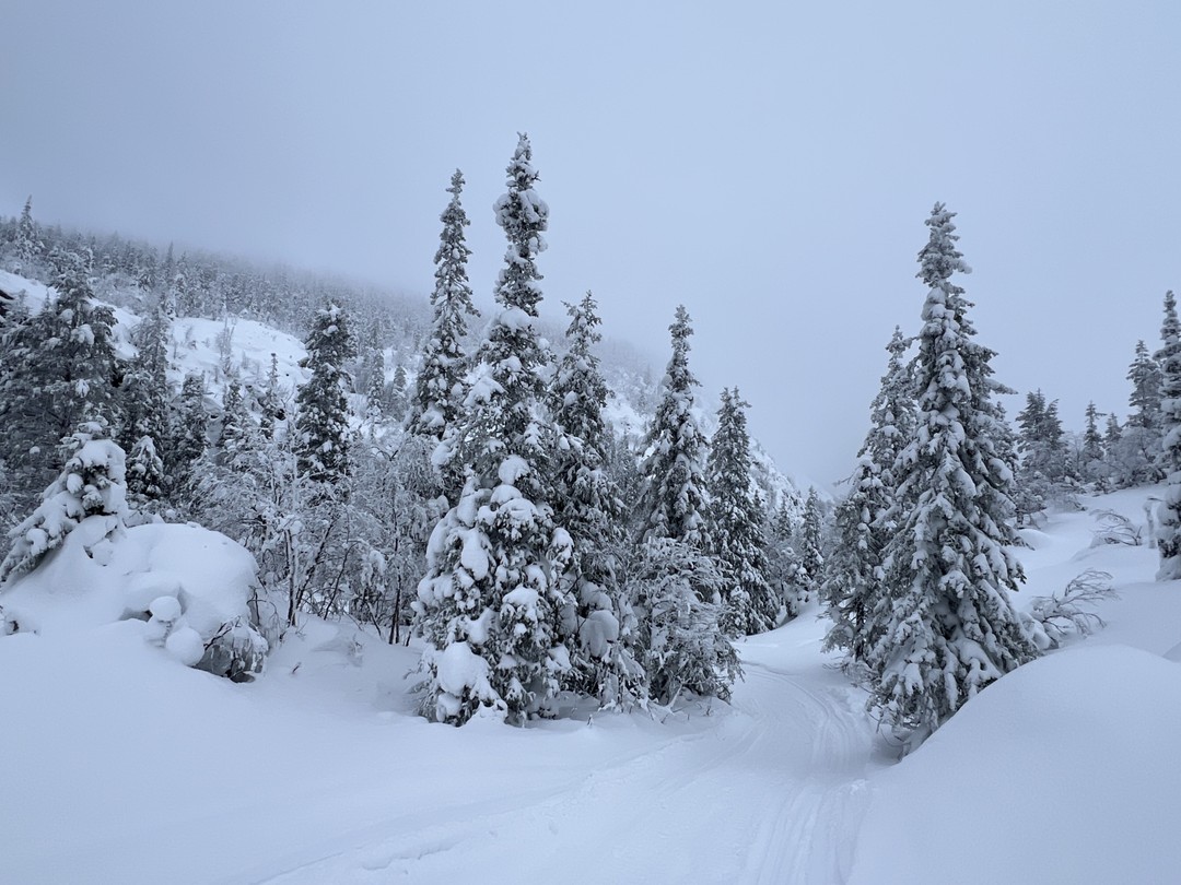 Только вернулись с экскурсии-поездки. Было очень классно, дружелюбно и местами вкусно. Выдали каждому снегоход, проинструктировали, контролировали