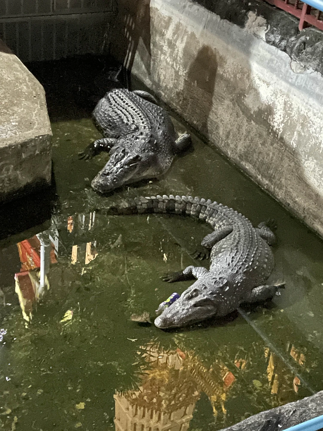 Была экскурсия по Чайна тауну. Гид Яна выше всяких похвал. Гуляли по городу, посещали разные интересные