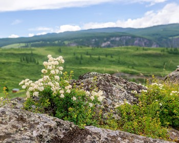 Озёра Куехтанар и хвойный лес Курайского хребта