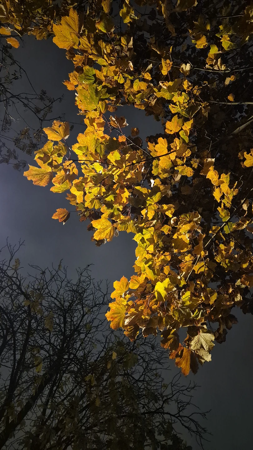 Секреты и лабиринты Петроградской стороны: дворы, парадные, легенды (Елена)