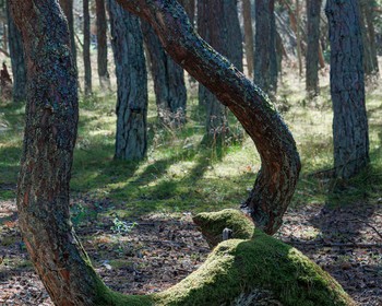 Отдых на Куршской косе