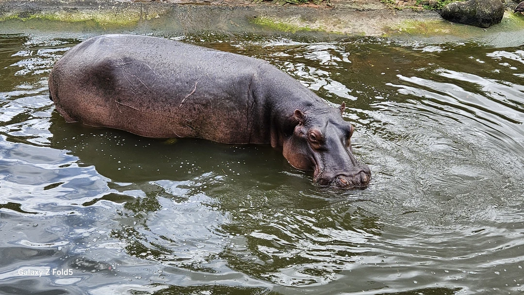 Зоопарк-сафари очень большой, экскурсия организована великолепно, гид русскоговорящий учитывал все пожелания
