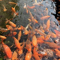 Фото отзыва 2: экскурсия "Один день в Гуанчжоу: город Шаван, сад Баомо и местный рынок"