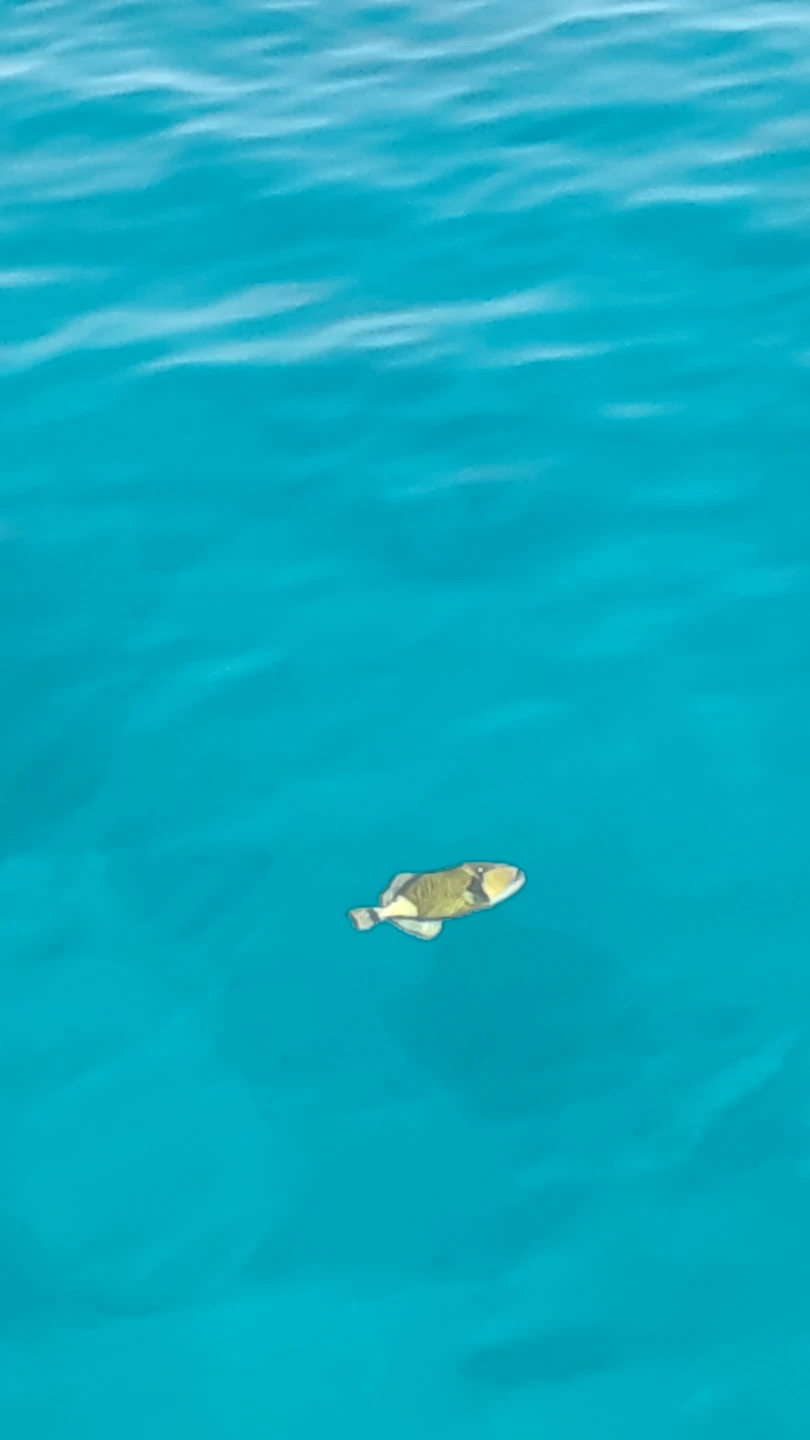 Групповая морская прогулка к заповеднику Рас-Мохаммед (Ольга)