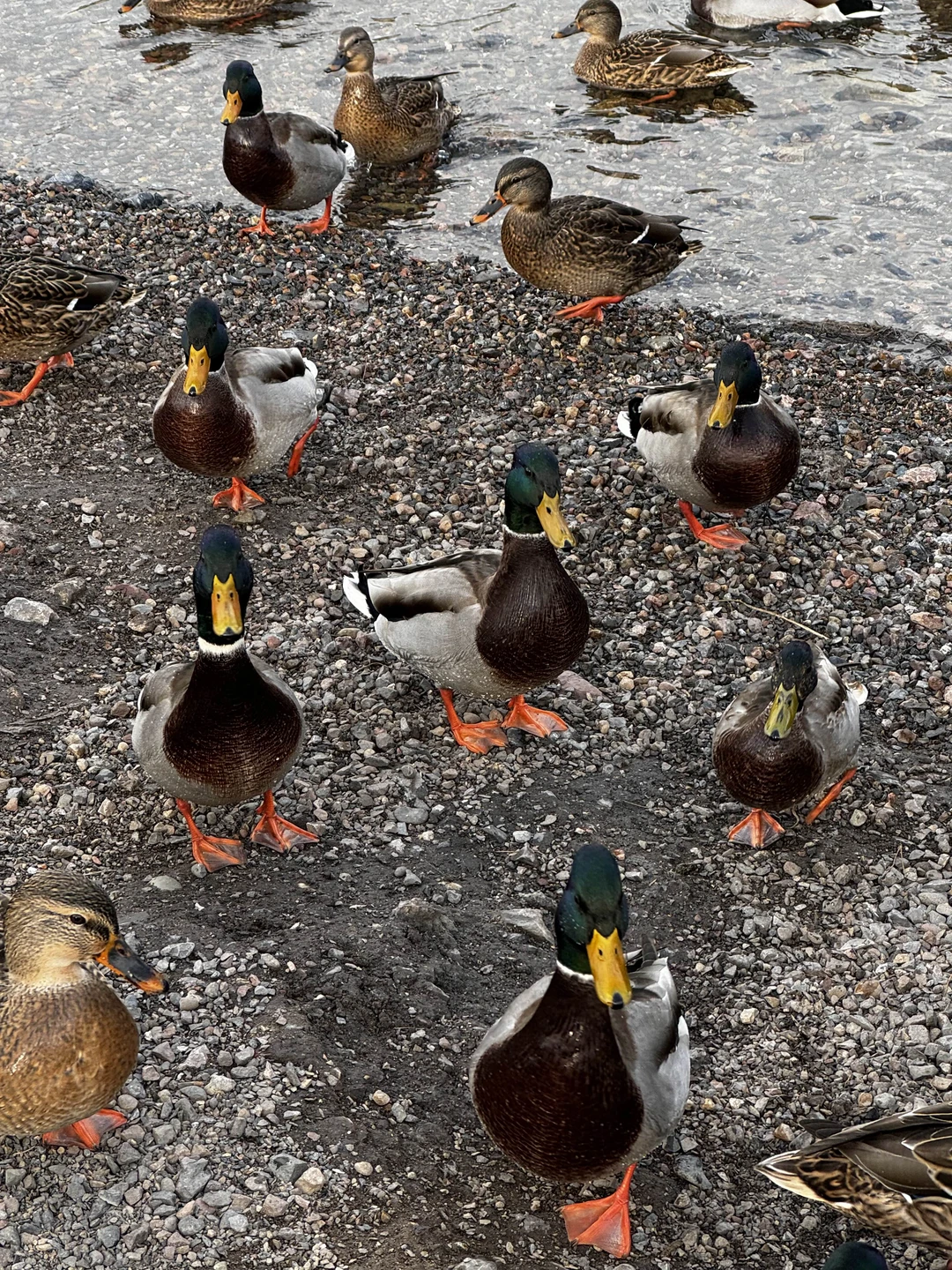 Замечательная экскурсия. Игорь очень много рассказал интересных фактов. Насыщенный маршрут. 7 часов прошло, как на одном