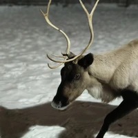 Фото отзыва 2: экскурсия "Териберка и морская прогулка за 1 день!"