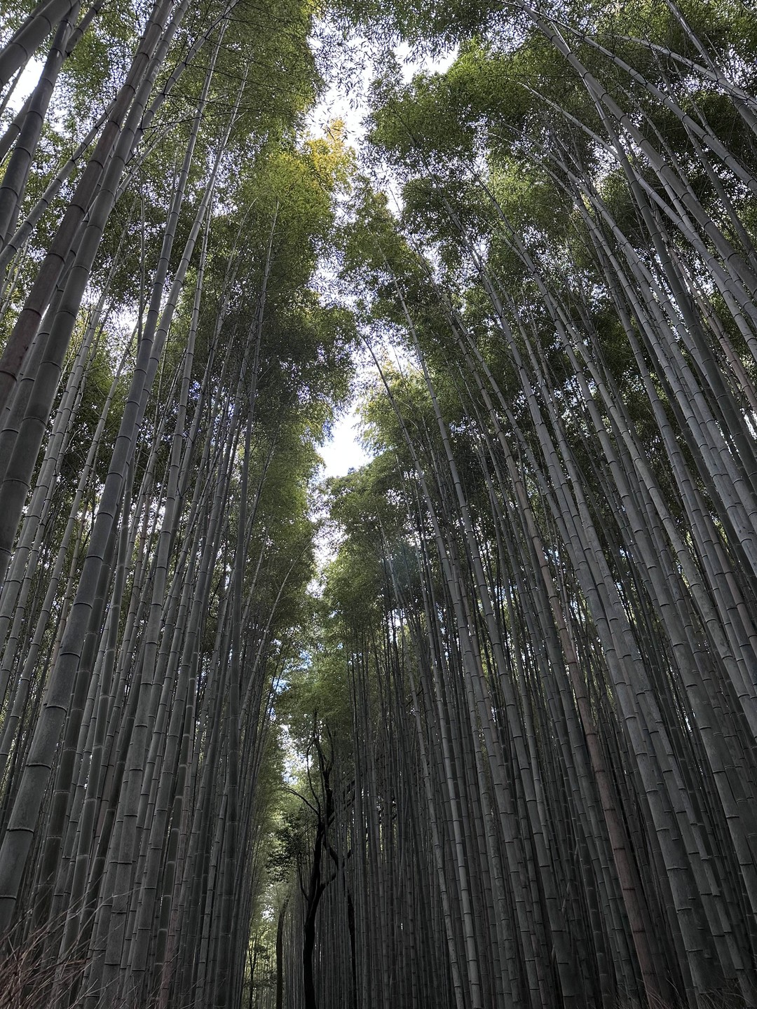Академические знания в истории и культурологии Японии. Глядя на сад камней, это уже не просто камни